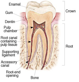 Diagram showing the anatomy of a tooth at Portland Emergency Dentist
